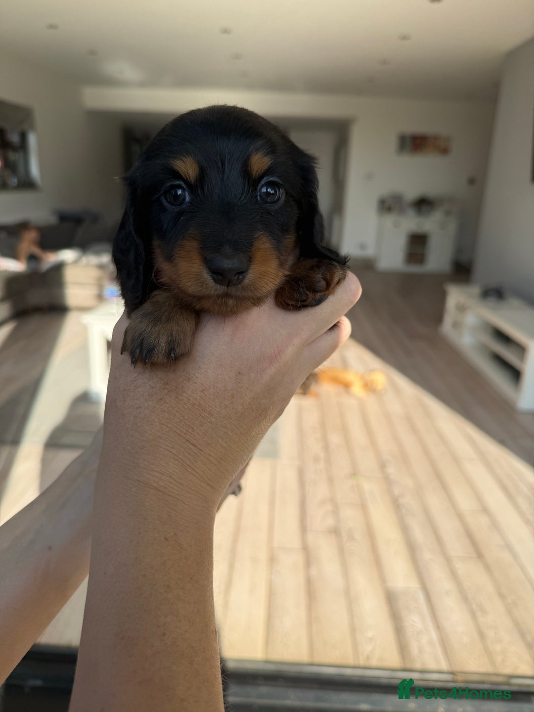 Miniature Dachshund dogs for sale: Pedigree Miniature Long hair Dachshund - Image 23