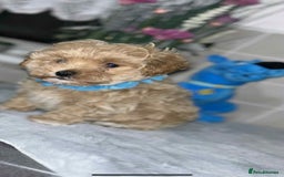 Maltipoo dogs for sale: Maltipoo - Image 4