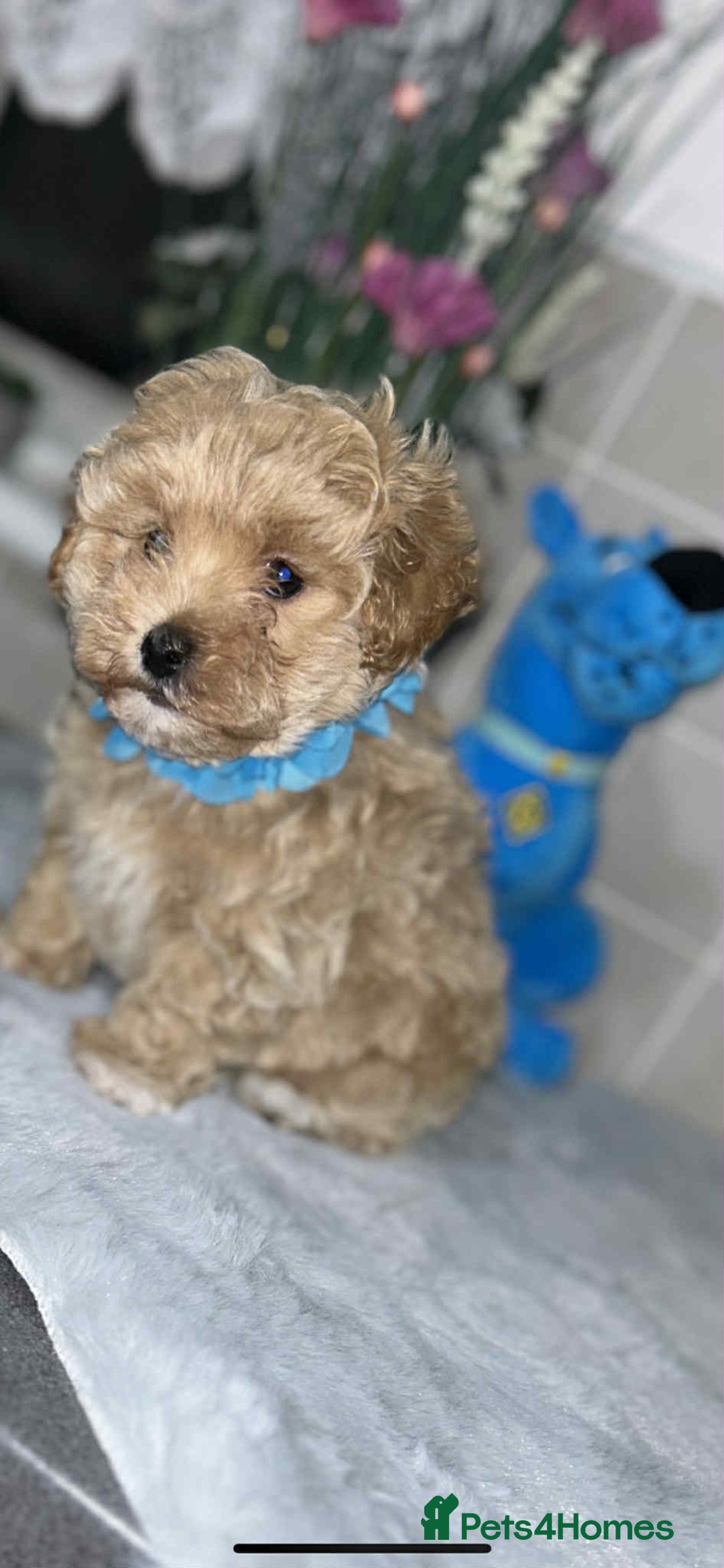 Maltipoo dogs for sale: Maltipoo - Image 4