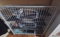 Ferret rodents for sale: Male ferret  - Image 3