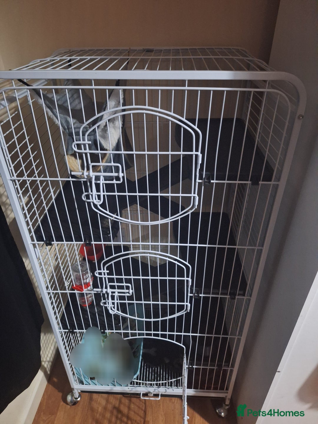 Ferret rodents for sale: Male ferret  - Image 3