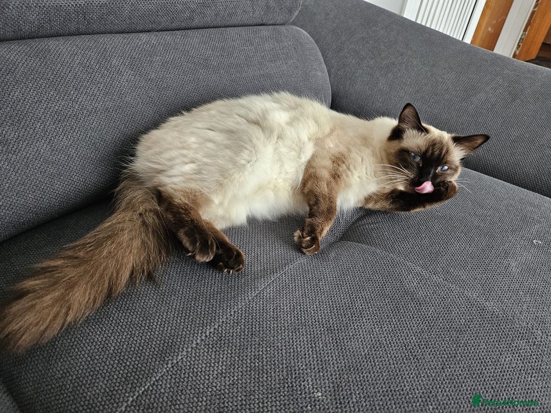 Mixed Breed cats for sale: MaineCoon x Ragdoll kittens - Advert 7