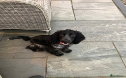 Mixed Breed dogs for sale: Cocker spaniel x jack Russell  - Image 6