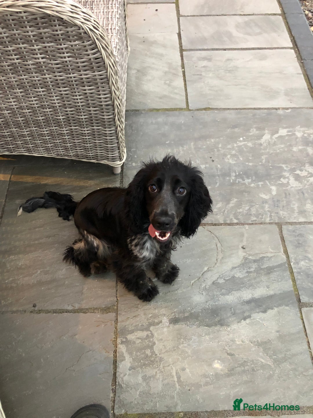 Mixed Breed dogs for sale: Cocker spaniel x jack Russell  - Image 6