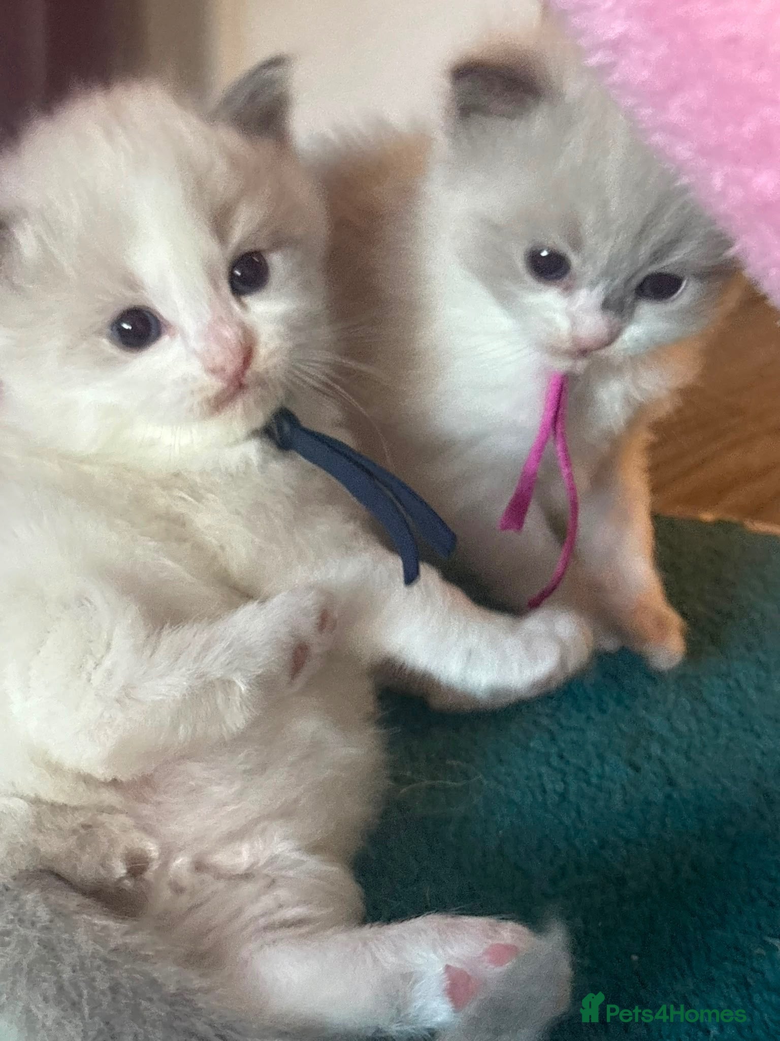 Ragdoll cats 4 beautiful ragdoll kittens  - Advert 1