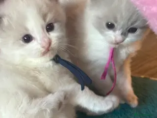 Ragdoll cats 4 beautiful ragdoll kittens - Advert 1