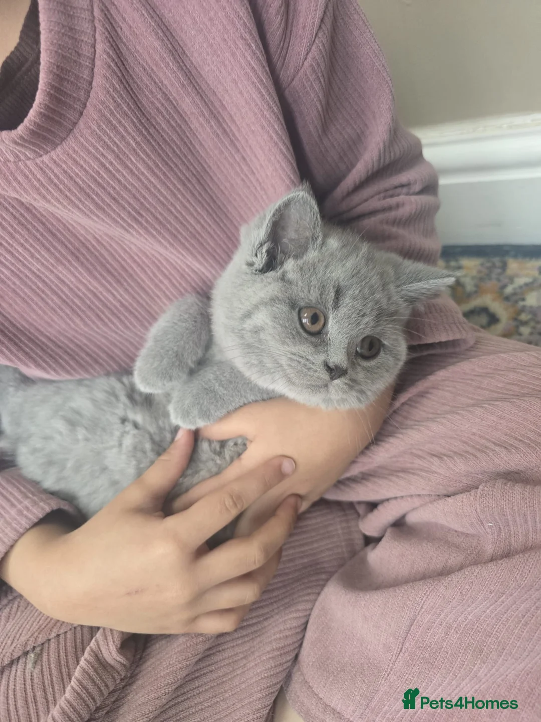 British Shorthair cats for sale: Chunky British shorthair  - Advert 10