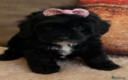 Cavapoo dogs for sale: TOY Fluffy Cavapoo’s From Health Tested Parents - Image 11