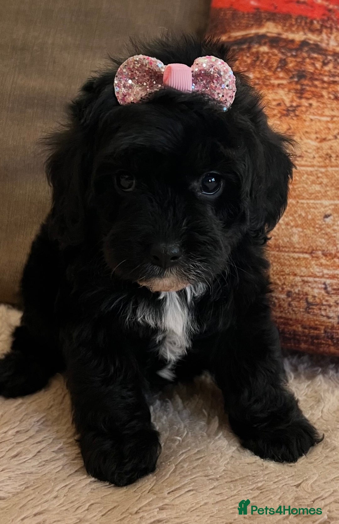 Cavapoo dogs for sale: TOY Fluffy Cavapoo’s From Health Tested Parents - Image 11