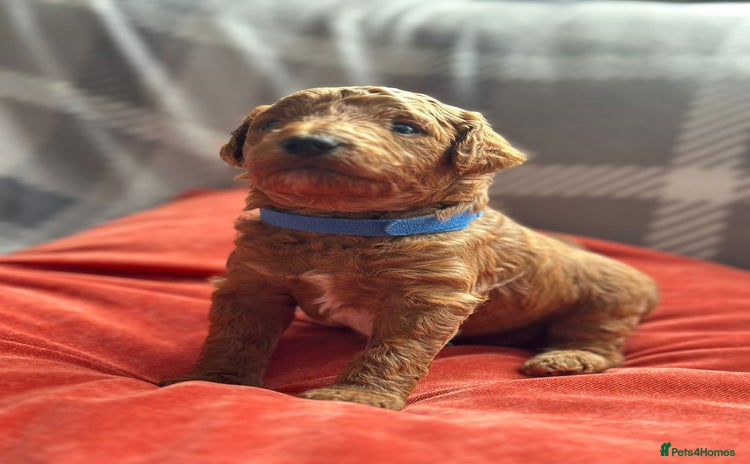 Mixed Breed dogs - Advert 1