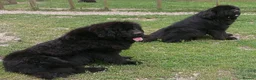 Newfoundland dogs for sale: Newfoundland puppies from Imp lines - Advert 11