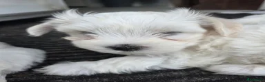 Maltese 3