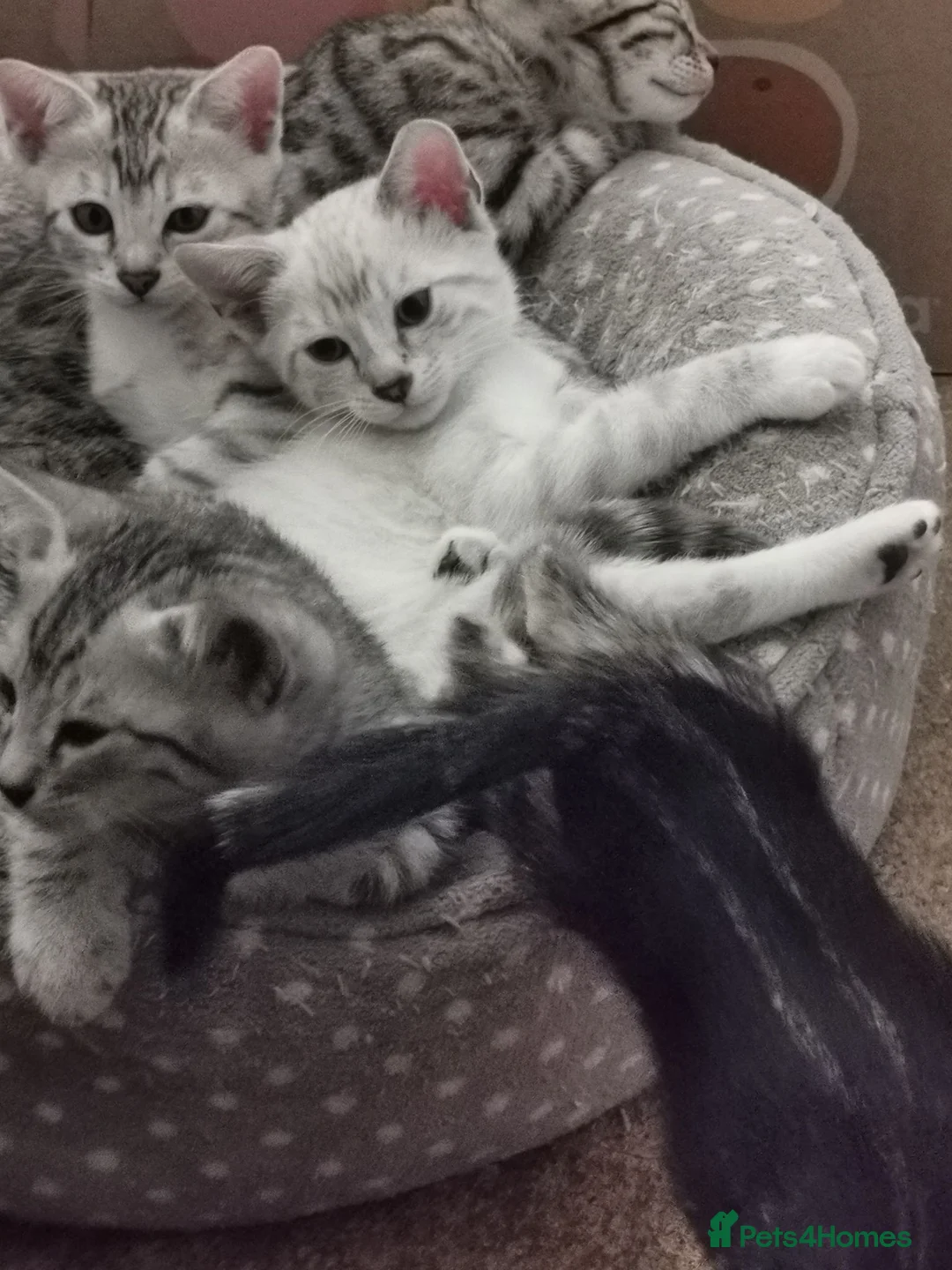 Bengal cats for sale:  Silver, Snow & brown Spotted Bengal kottenss - Advert 15