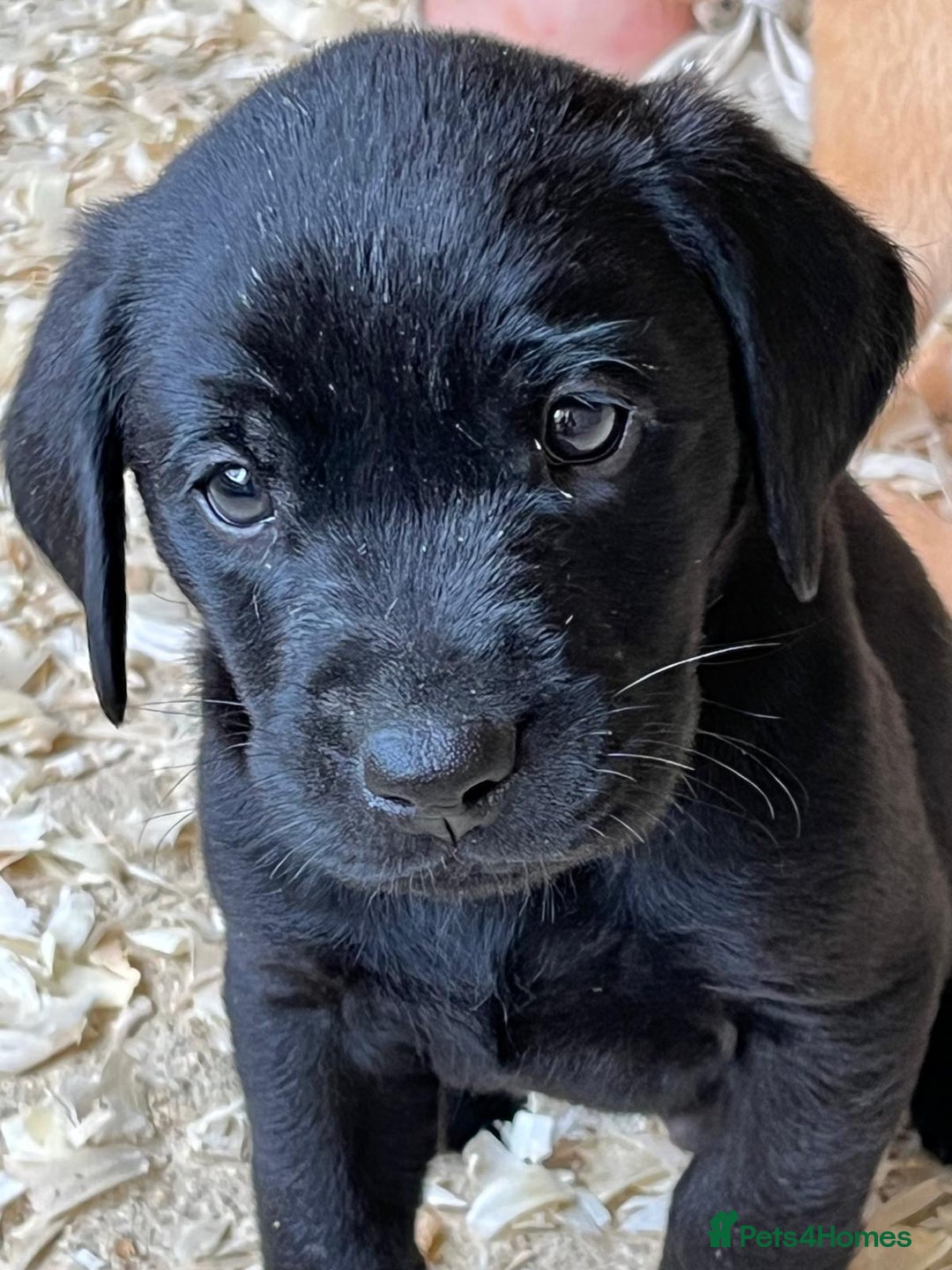 Labrador Retriever dogs for sale: Pedigree Labrador puppies - Image 4