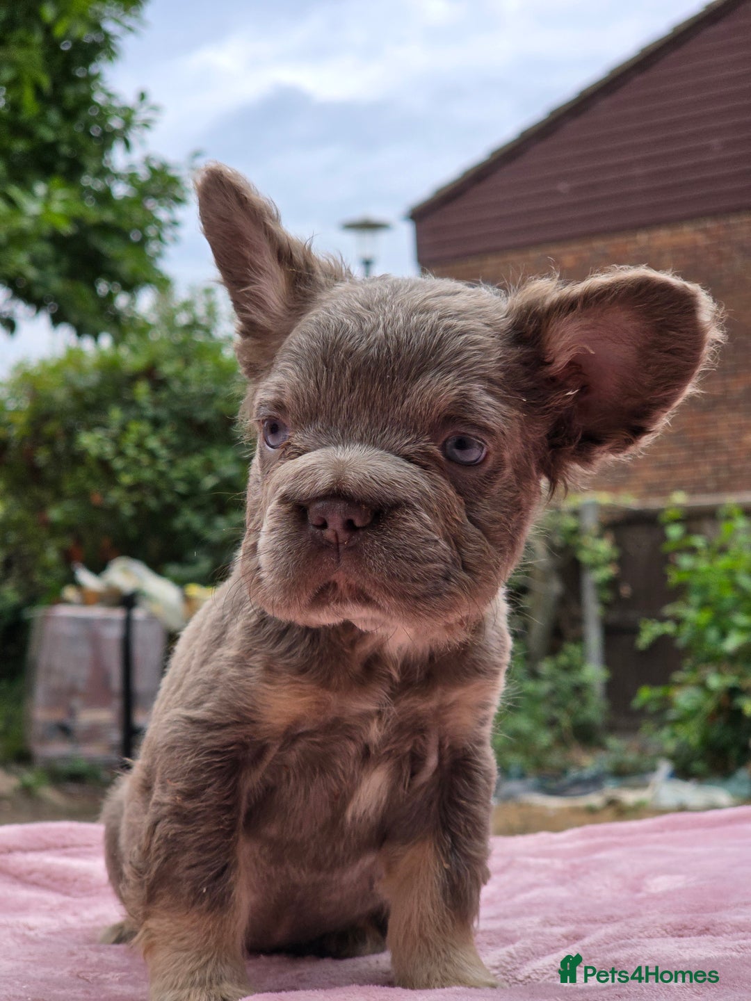 French Bulldog dogs for sale: Fluffy french bulldogs carrying Pink - Image 7