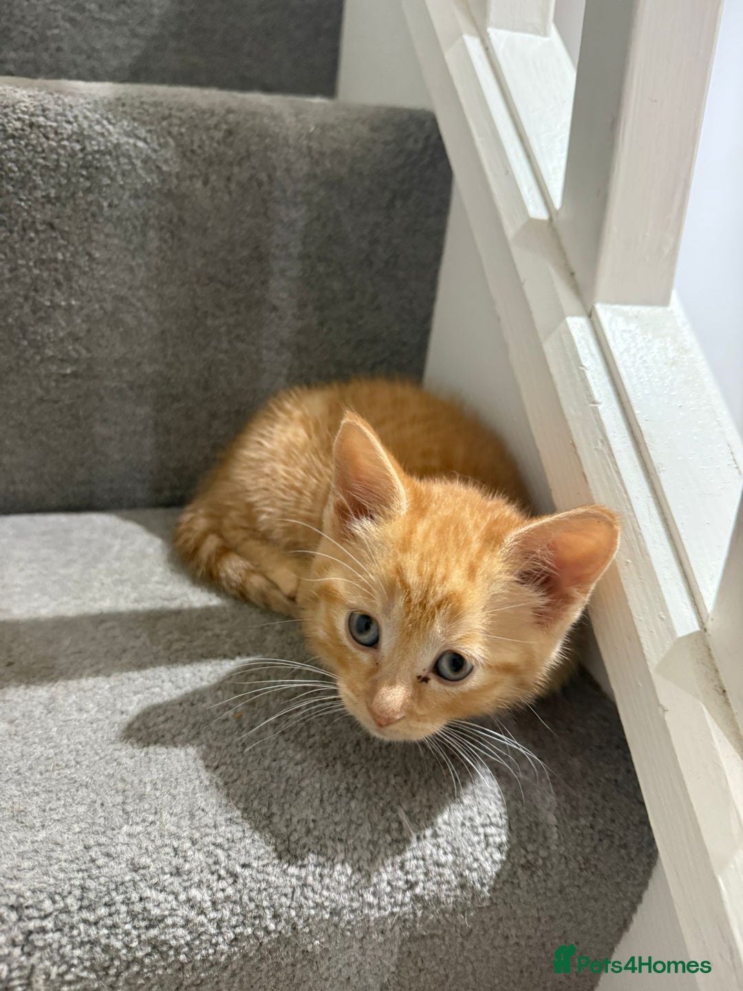 Domestic Shorthair cats for sale: Ginger Kittens (3) - Image 2