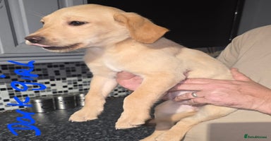 Labrador Retriever dogs - Advert 11