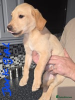 Labrador Retriever dogs - Advert 11