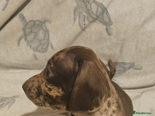 Miniature Dachshund dogs Miniature dachshund girls - Advert 15