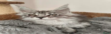Maine Coon 1