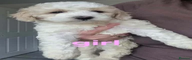 Cockapoo Puppy 2