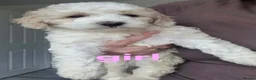 Cockapoo dogs for sale: Fb1 Cockapoo’s - Advert 5