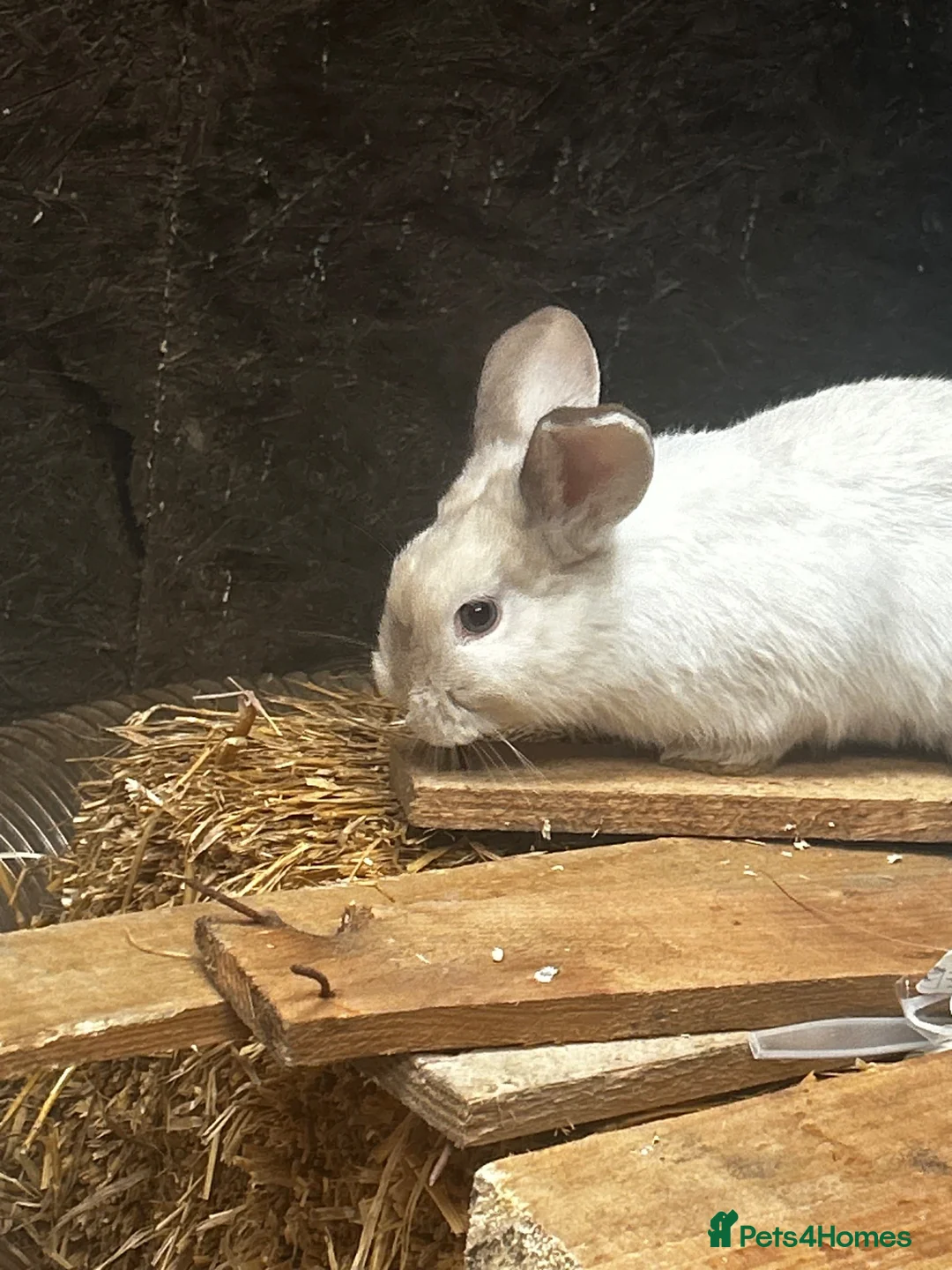 Mixed Breed rabbits for sale: 2 bonded male plush lops - Advert 11