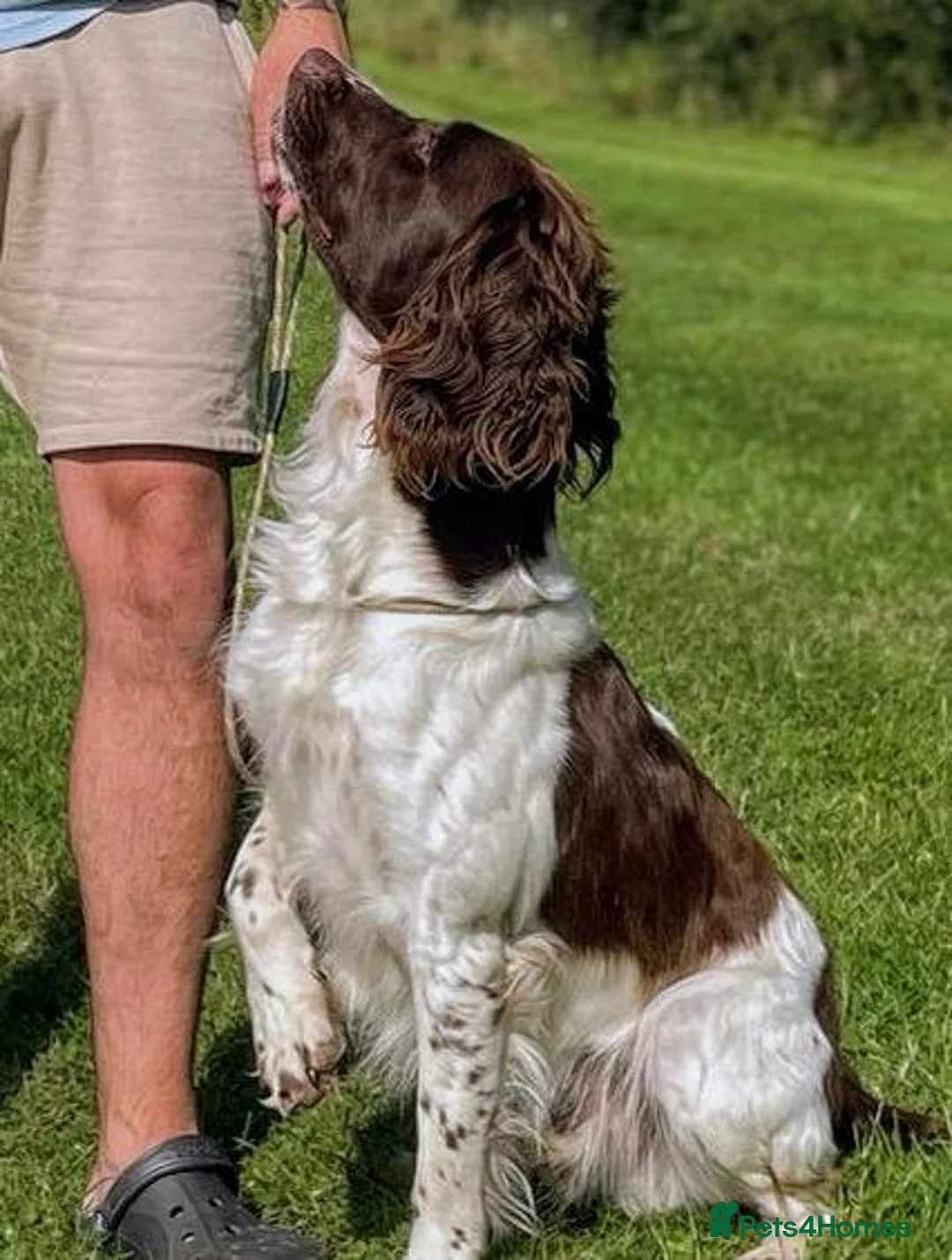 English Springer Spaniel dogs for stud: COI 5.9% English Springer Spaniel STUD  in Clacton-on-Sea - Advert 5
