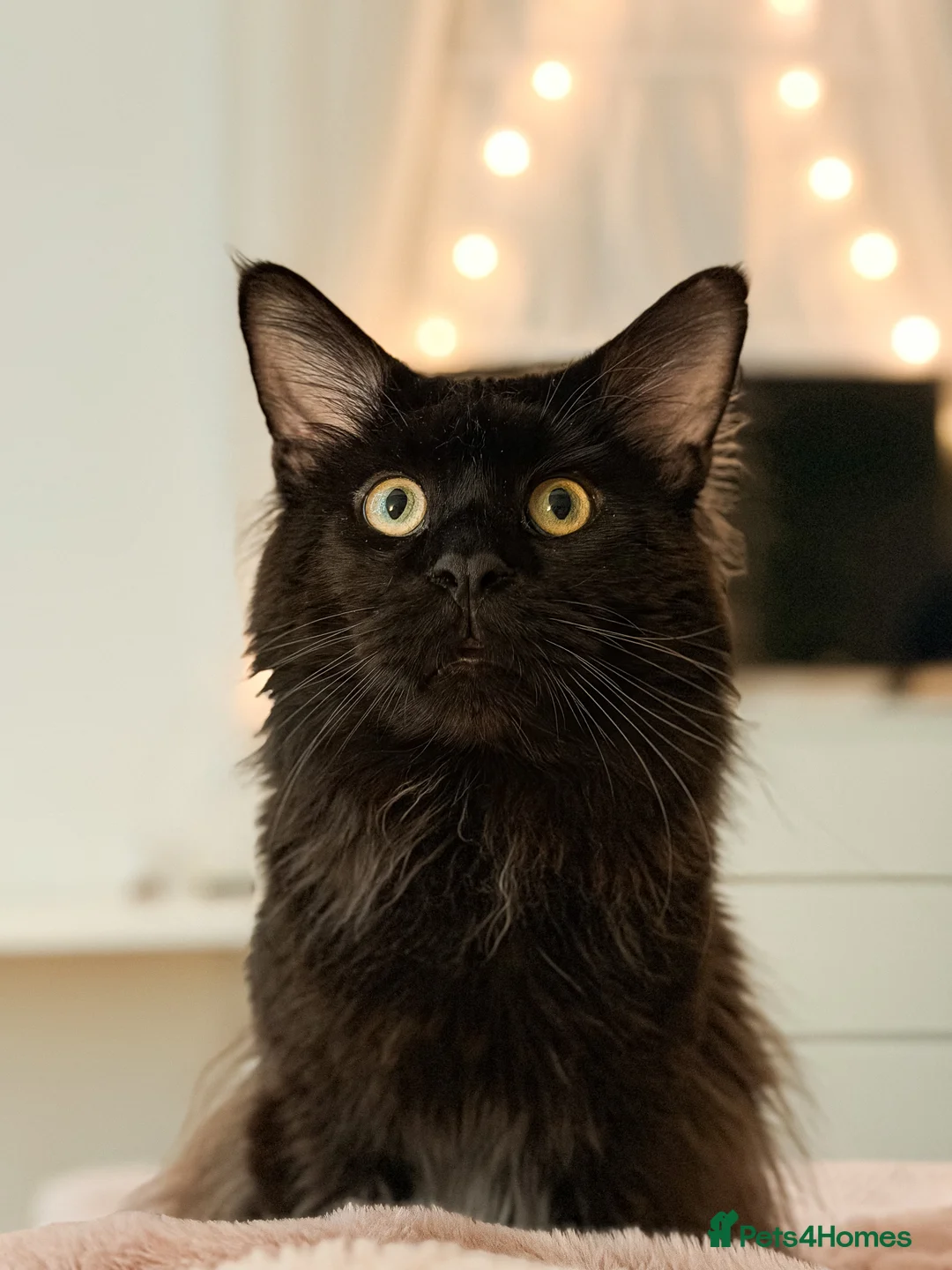 Maine Coon cats for sale: TICA REG MAINE COON KITTENS - Advert 8