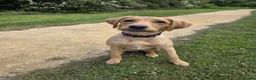 Labrador Retriever dogs for sale: Labrador retriever puppy 6 months old girl in Aylesbury - Advert 6