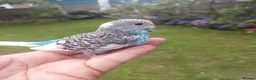 Budgerigars birds for sale: Hand reared super tame  budgie  - Advert 8