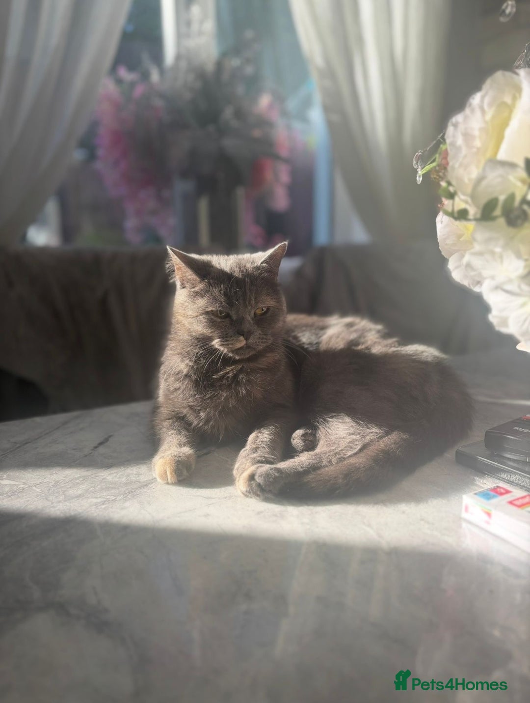 Mixed Breed cats for sale: Beautiful Indoor 2 Year Old Persian/Russian Blue - Advert 2