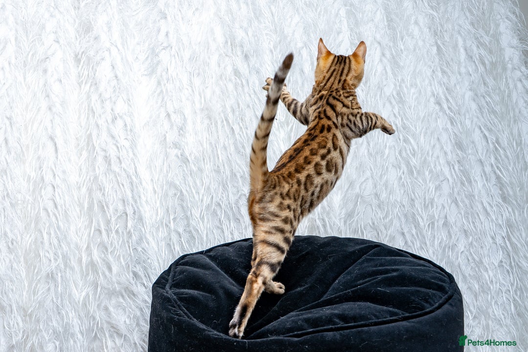 Bengal cats for sale: Stunning Bengal Girl- Top TICA pedigree- Ready NOW - Advert 4