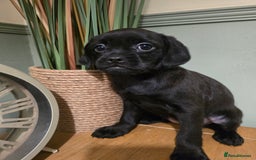 Mixed Breed dogs for sale: Ready now Gorgeous pugapoo  - Image 5