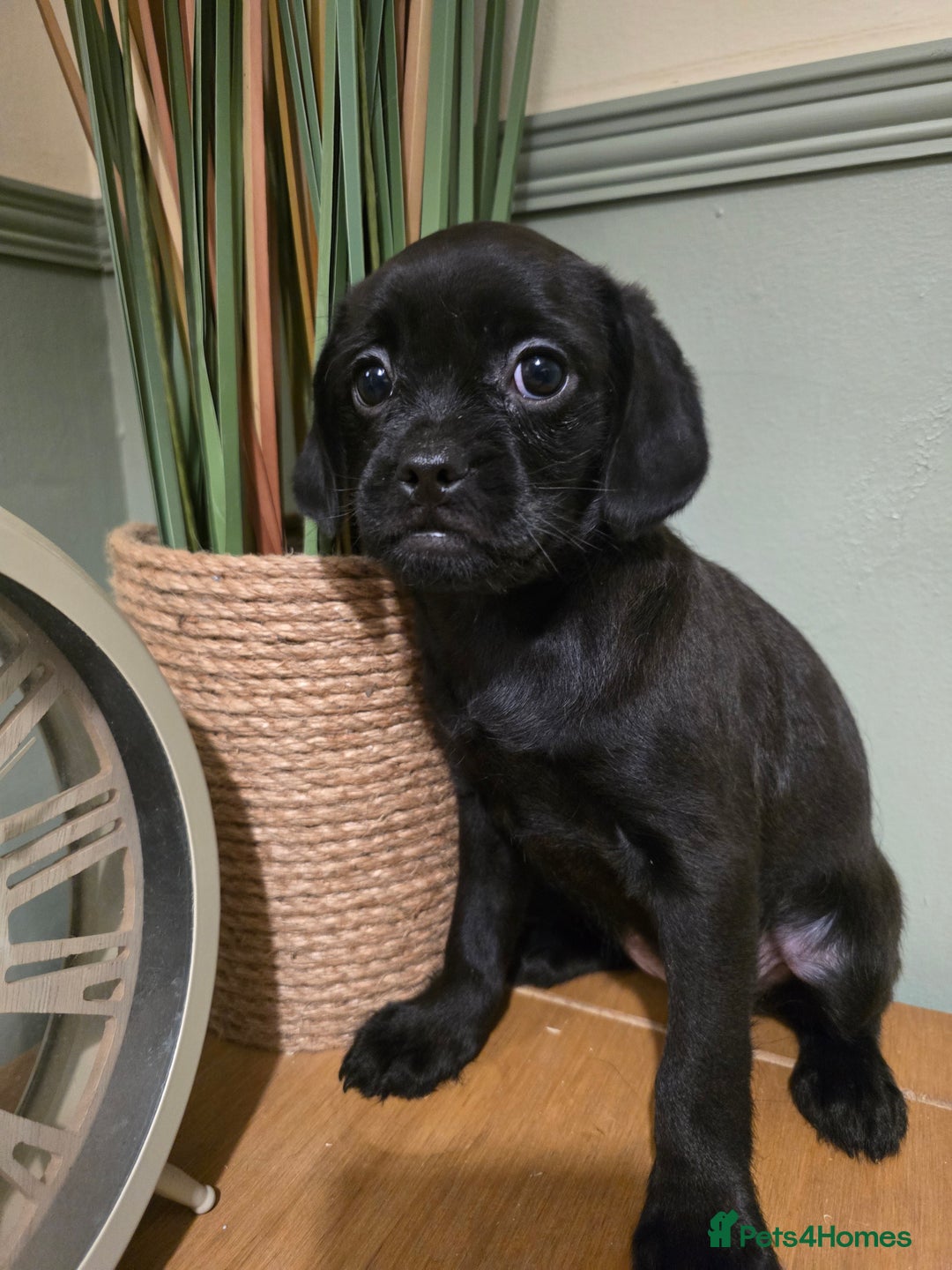 Mixed Breed dogs for sale: Ready now Gorgeous pugapoo  - Image 5
