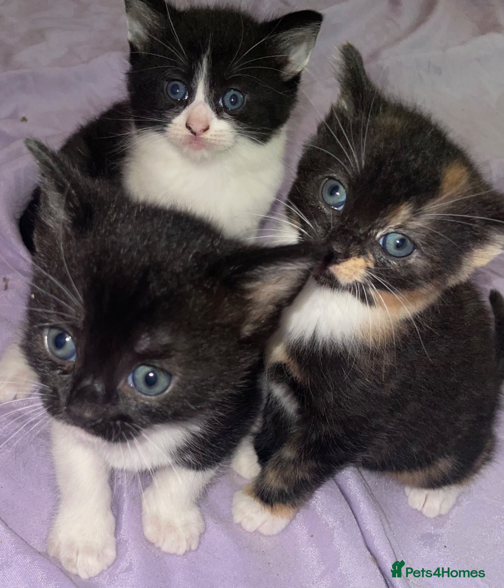 Mixed Breed cats Kittens - Advert 15