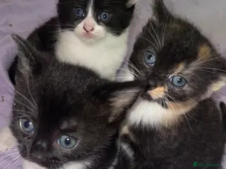 Mixed Breed cats Kittens - Advert 15