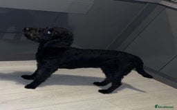 Labradoodle dogs for sale: Miniature labradoodle puppies F1B - Image 3