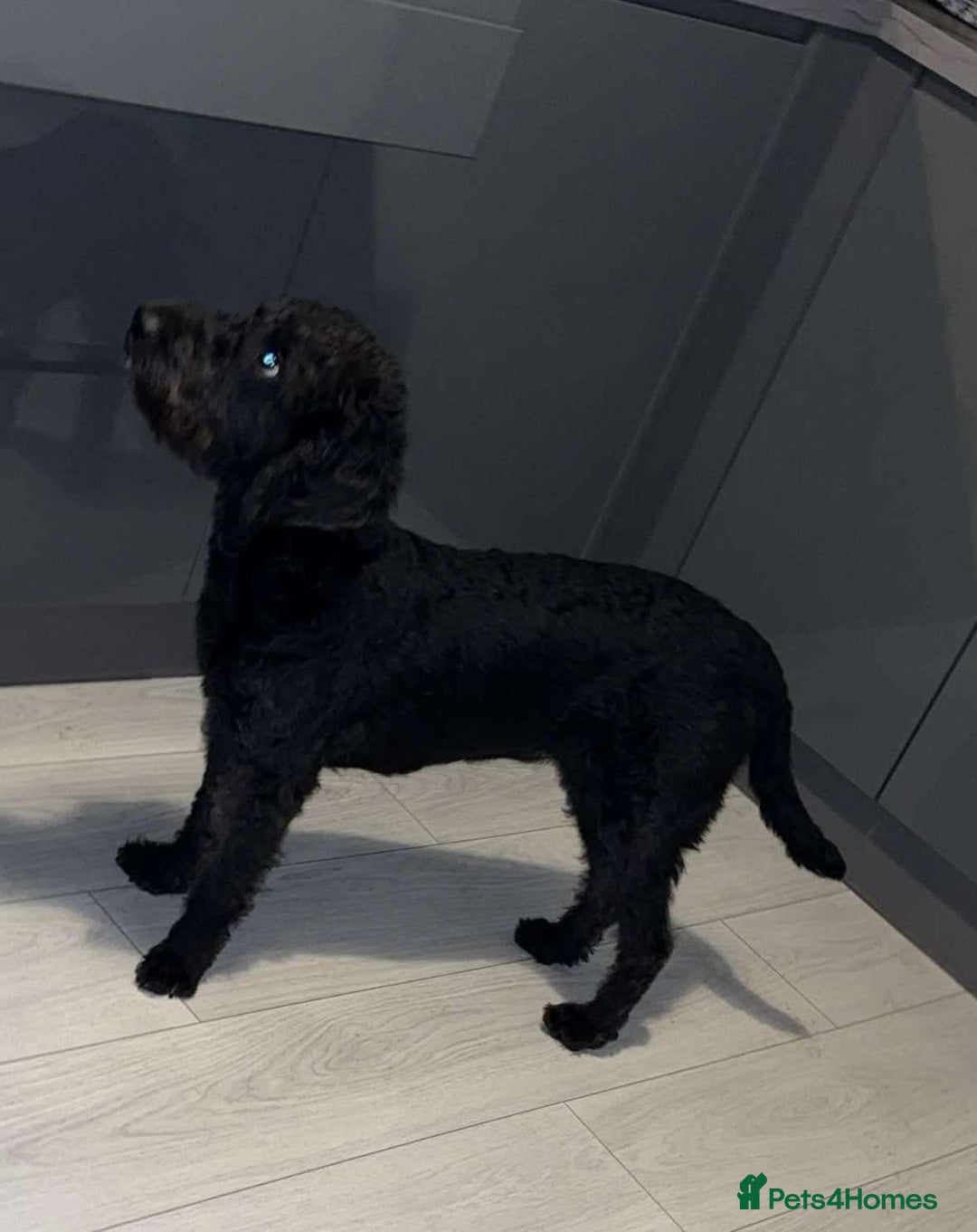 Labradoodle dogs for sale: Miniature labradoodle puppies F1B - Image 3