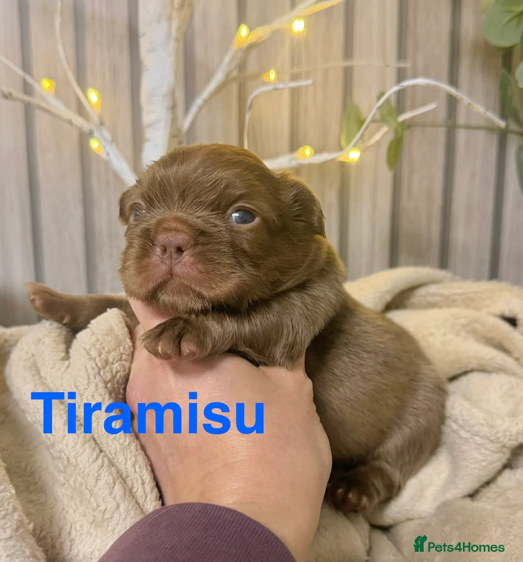 French Bulldog dogs for sale: Kc fluffy French bulldogs ( READY NOW ) - Advert 35