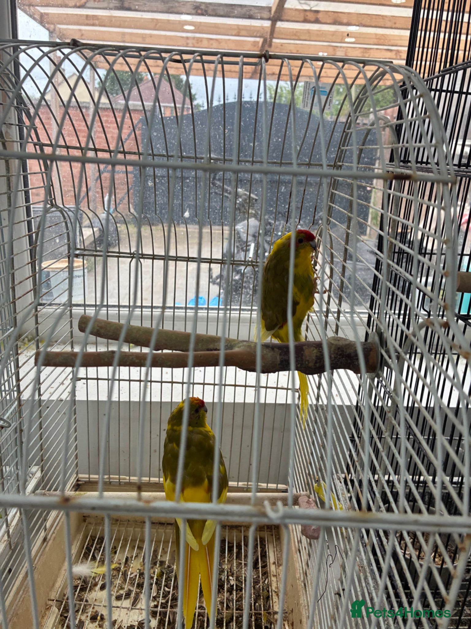 Parrots birds Kakarikis for sale very playful and tameable - Advert 1