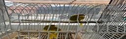 Parrots birds for sale: Kakarikis for sale very playful and tameable in Leicester - Advert 1
