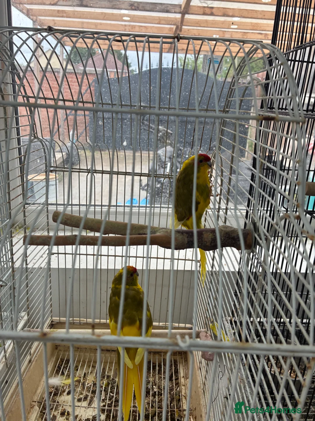 Parrots birds for sale: Kakarikis for sale very playful and tameable in Leicester - Advert 1