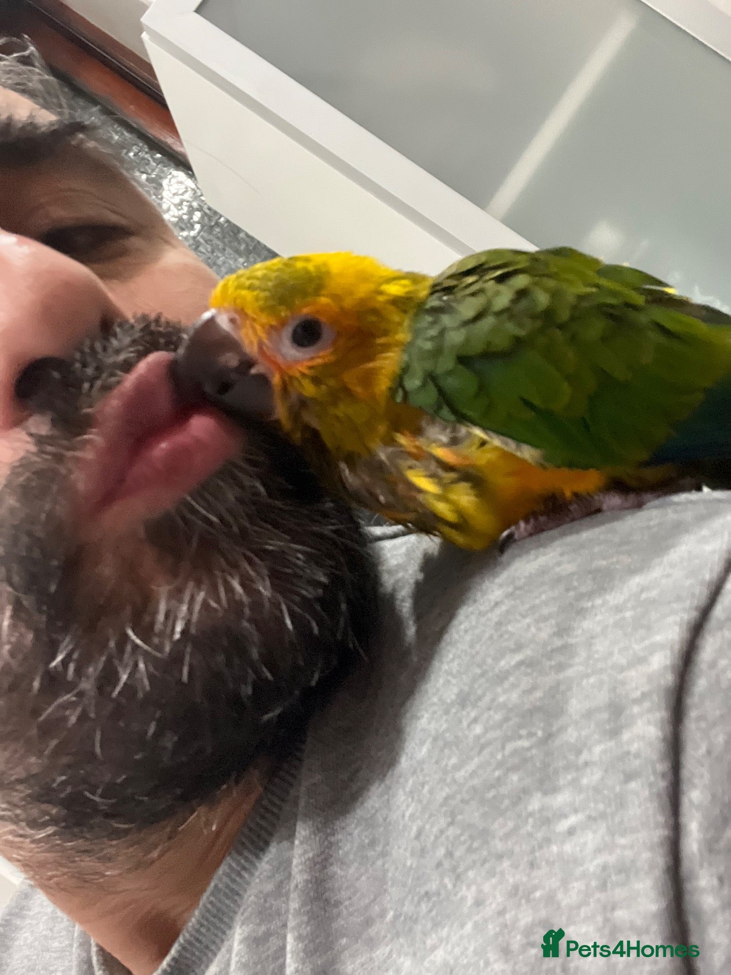 Mixed Breed birds Beautiful Hand-Reared Sun Conure Babies – Weaned  - Advert 1