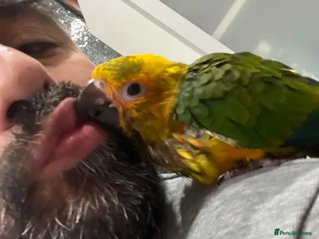 Mixed Breed birds for sale: Beautiful Hand-Reared Sun Conure Babies – Weaned - Advert 1