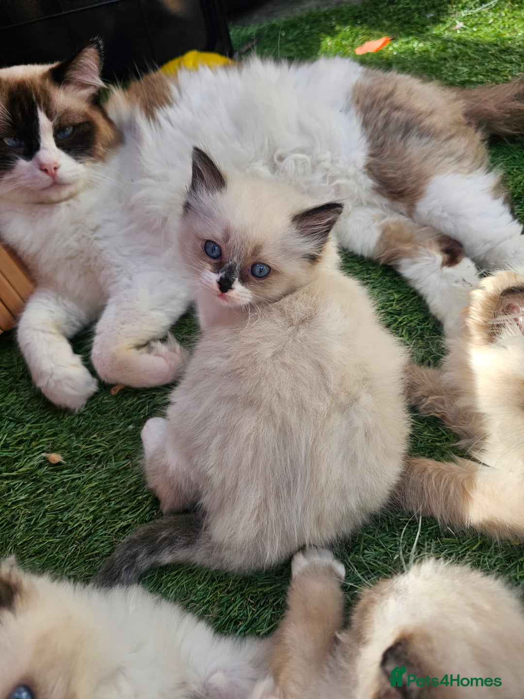 Ragdoll cats for sale: Beautiful ragdoll kittens 3 female left - Image 2