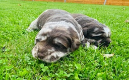 Labradoodle dogs for sale: Chocolate Merle Labradoodle Babies 🐾🐾🐾 - Image 7