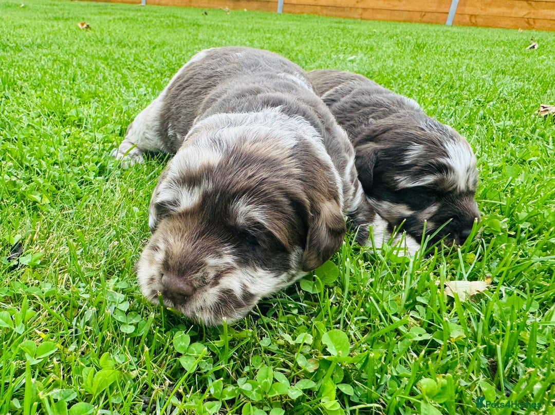 Labradoodle dogs for sale: Chocolate Merle Labradoodle Babies 🐾🐾🐾 - Image 7