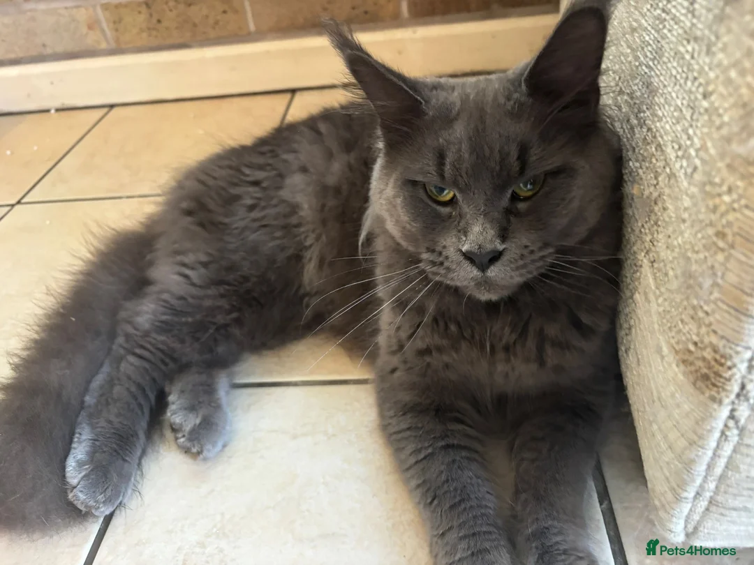 Maine Coon cats for sale: Queen maincoon for sale - Advert 1