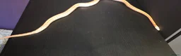 Corn Snake reptiles for sale: Female fire tessera corn snake - Advert 5